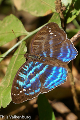 Cynandra opis bernardii