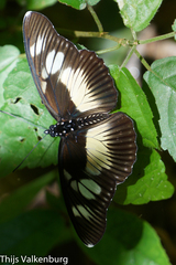 Pseudacraea