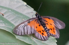 Pseudacraea