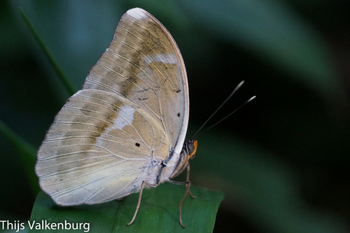Common Blue-banded Forester
