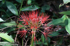 Scadoxus