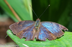 Bebearia carshena
