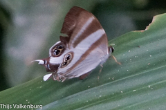 Afriodinia