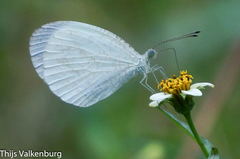 Leptosia