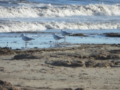 Chroicocephalus maculipennis