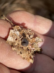 Microplana terrestris