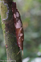 Urocyclinae