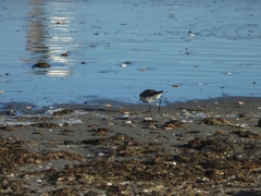 Charadrius falklandicus