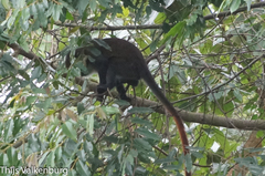 Cercopithecus ascanius schmidti