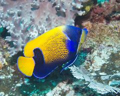 Pomacanthus navarchus