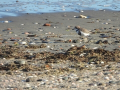 Charadrius falklandicus