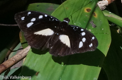 Aterica galene extensa