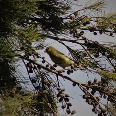 Spinus psaltria