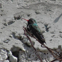 Cynanthus latirostris