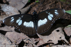 Pseudacraea lucretia