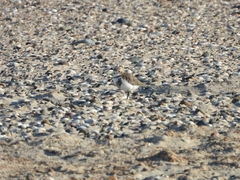 Charadrius falklandicus