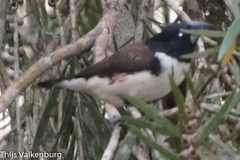 Spermestes fringilloides