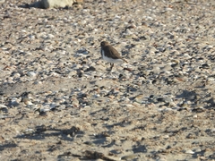 Charadrius falklandicus