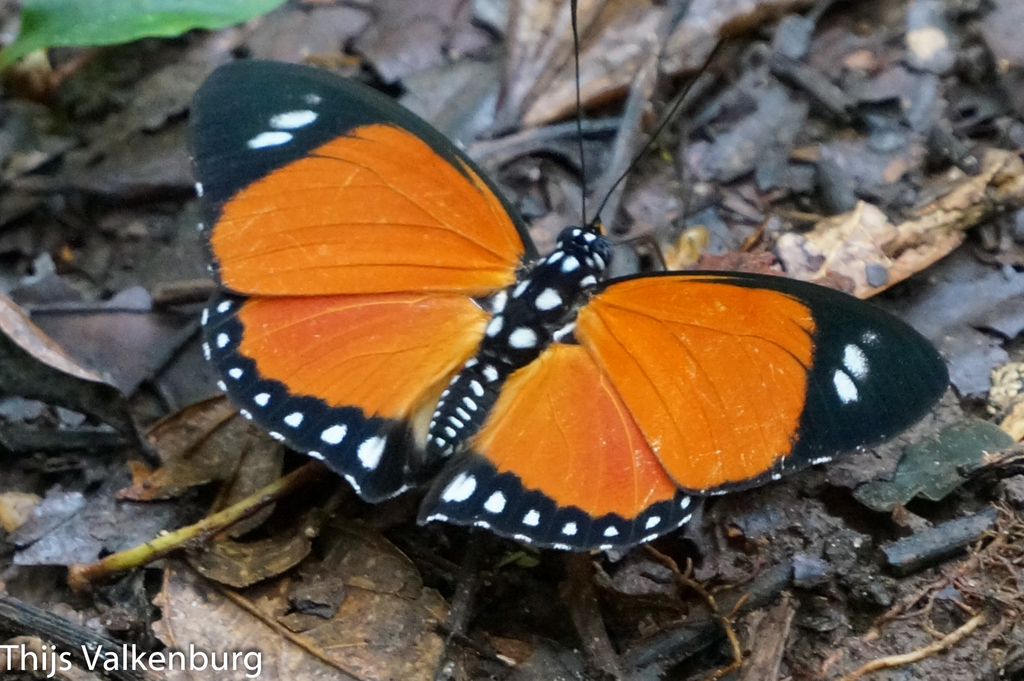 Common Orange Forester