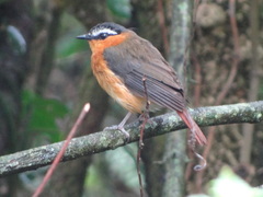 Sheppardia polioptera