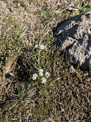 Lomatium gormanii