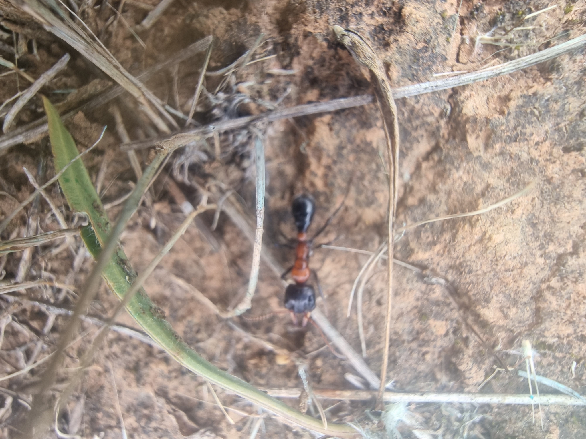 Myrmecia nobilis