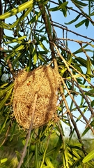 Icterus pyrrhopterus