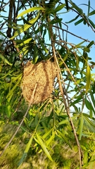 Icterus pyrrhopterus