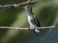 Chionomesa fimbriata