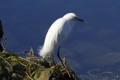 Egretta thula