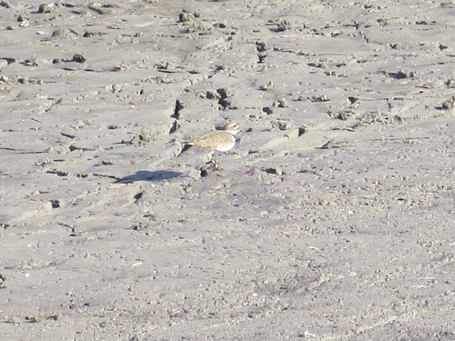 Killdeer photographed in Georgia