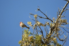 Haemorhous mexicanus