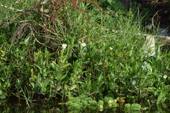 Jaegeria bellidiflora