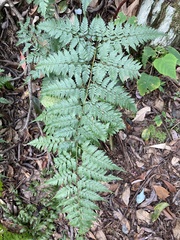 Davallia formosana