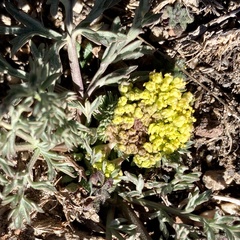 Lomatium austiniae