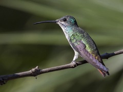 Chrysuronia oenone