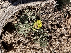 Lomatium austiniae