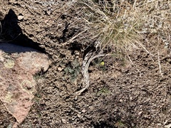 Lomatium austiniae