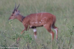 Tragelaphus scriptus bor