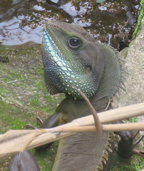 Physignathus cocincinus