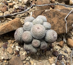 Epithelantha