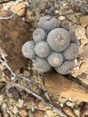 Epithelantha