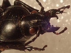 Carabus punctatus