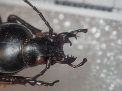 Carabus punctatus
