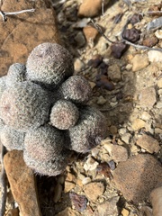 Epithelantha