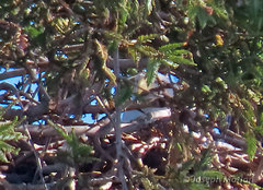 Haliaeetus leucocephalus