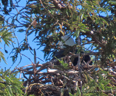 Haliaeetus leucocephalus