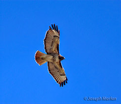 Buteo jamaicensis