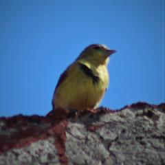 Spinus psaltria