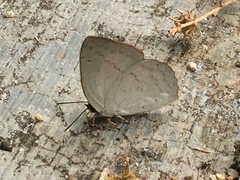 Curetis santana